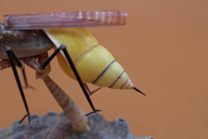 かいのどうぶつえん（昆虫類館）：スズメバチ33