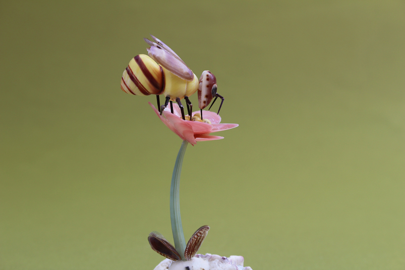 かいのどうぶつえん（昆虫類館）：ミツバチ33