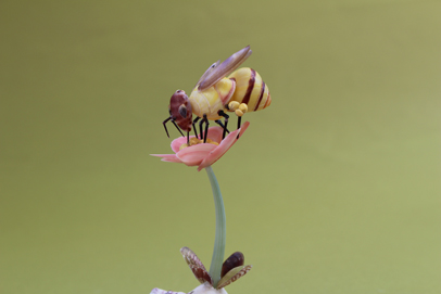 かいのどうぶつえん（昆虫類館）：ミツバチ35