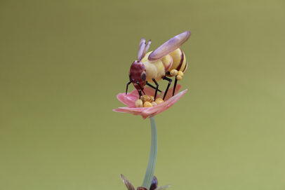 かいのどうぶつえん（昆虫類館）：ミツバチ34