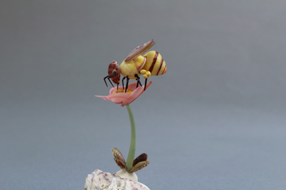 かいのどうぶつえん（昆虫類館）：ミツバチ02