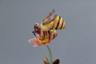 かいのどうぶつえん（昆虫類館）：ミツバチ07